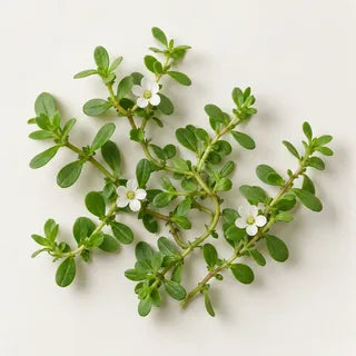 Planta de bacopa monnieri