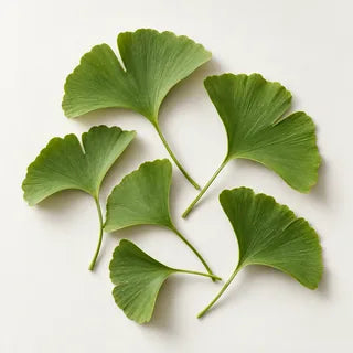 Hojas de ginkgo biloba